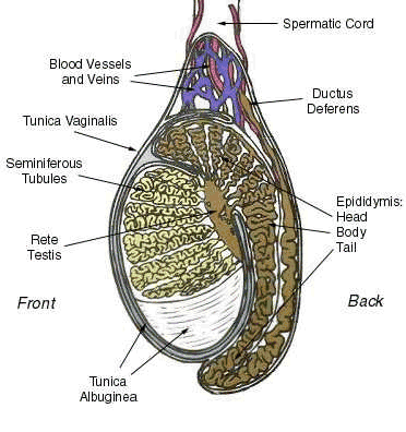 function of testes